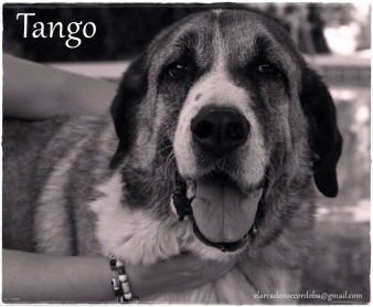 tango3 (4)